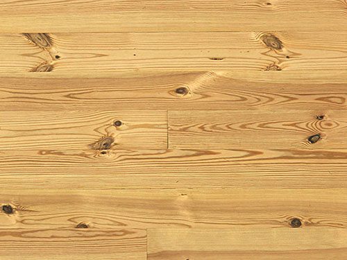 Honduran_Yellow_Pine